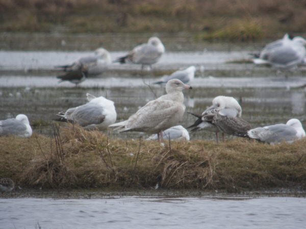 Glaucous Gull