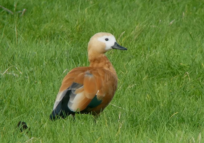 Ruddy Shelduck