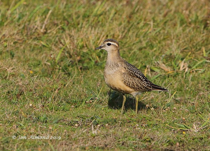 Dotterel