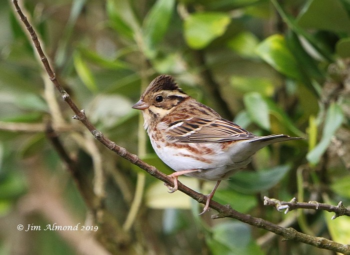 Rustic Bunting