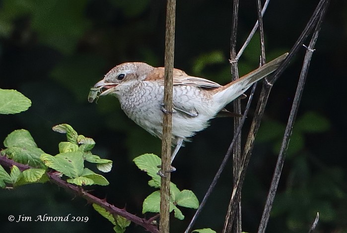 Red-backed Shrike