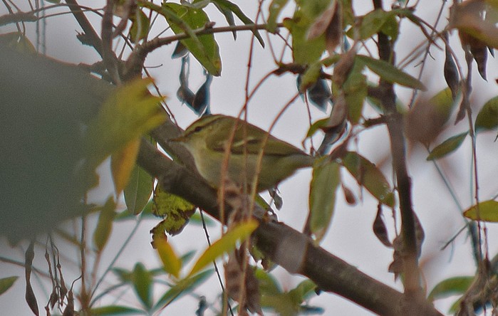 Yellow-browed Warbler