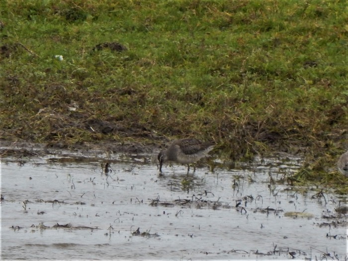 Long-billed Dowitcher