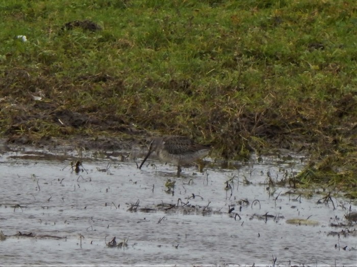 Long-billed Dowitcher