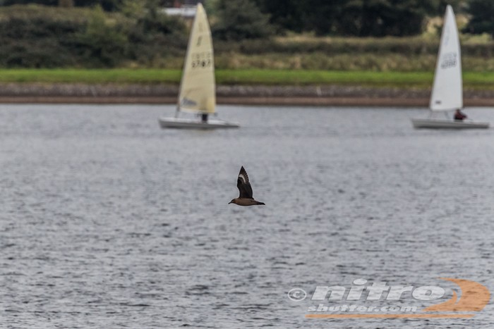 Great Skua