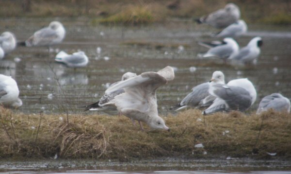 Glaucous Gull