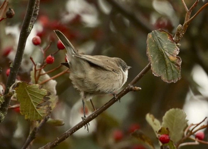 Lesser Whitethroat