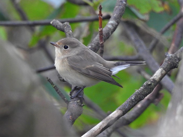 Red-breasted Flycatcher