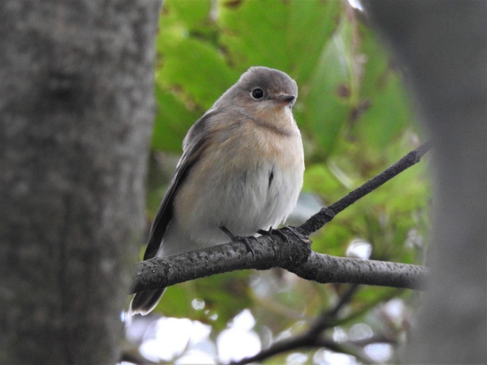 Red-breasted Flycatcher