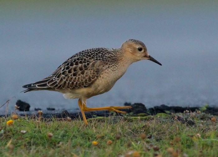 Buff-breasted Sandpiper