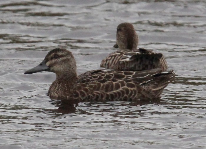 Garganey