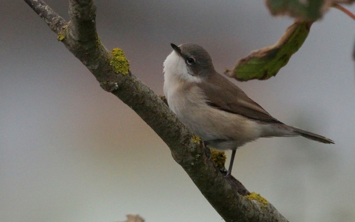 Lesser Whitethroat