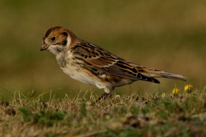 Lapland Bunting