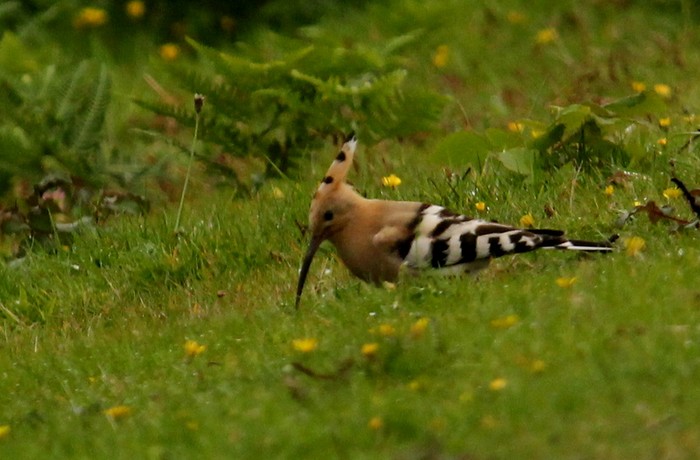 Hoopoe