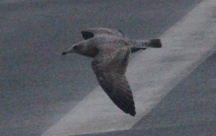 American Herring Gull