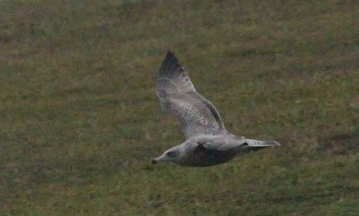 American Herring Gull