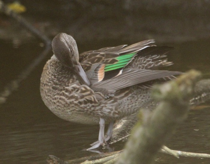 Green-winged Teal