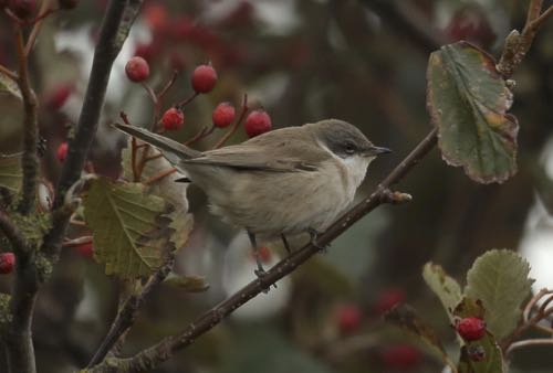 Lesser Whitethroat