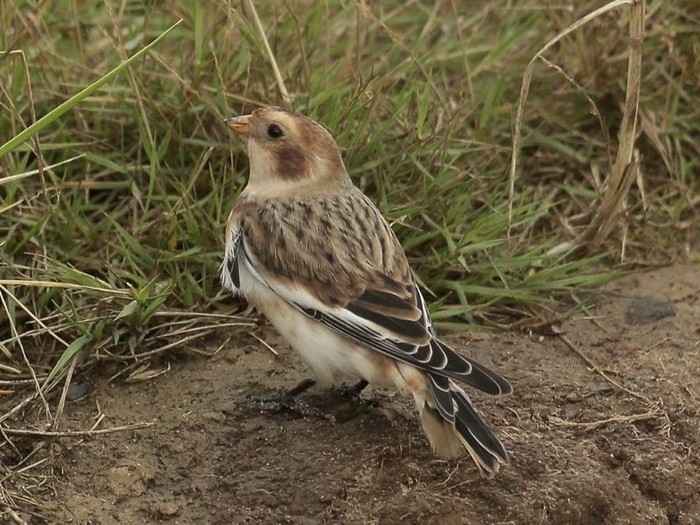 Snow Bunting