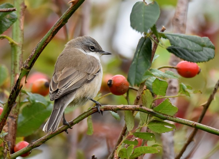 Lesser Whitethroat