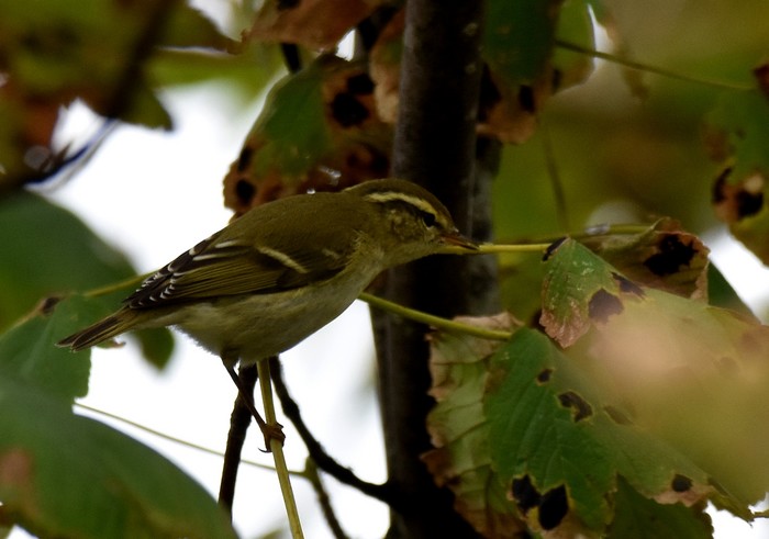 Yellow-browed Warbler