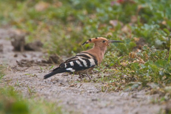 Hoopoe