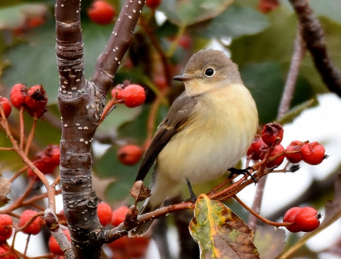 Red-breasted Flycatcher