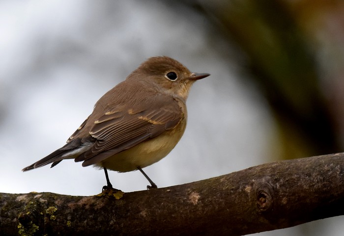 Red-breasted Flycatcher