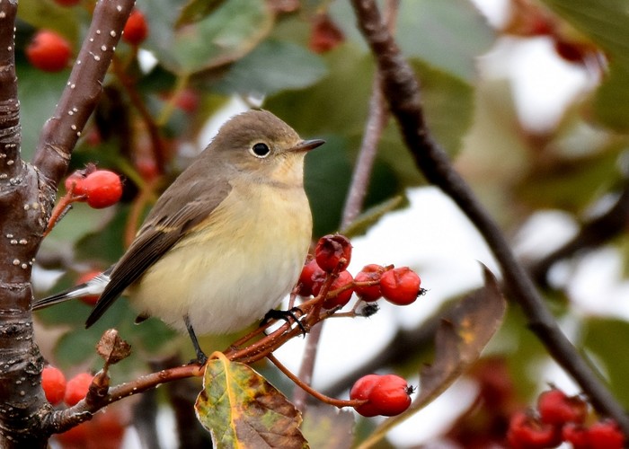 Red-breasted Flycatcher