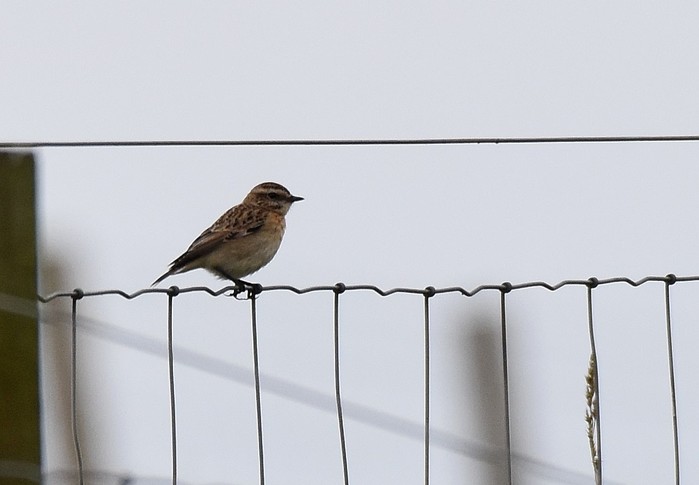 Whinchat