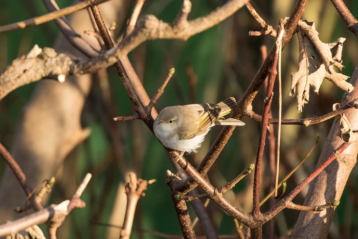 Western Bonelli's Warbler
