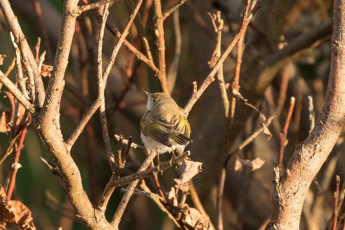 Western Bonelli's Warbler