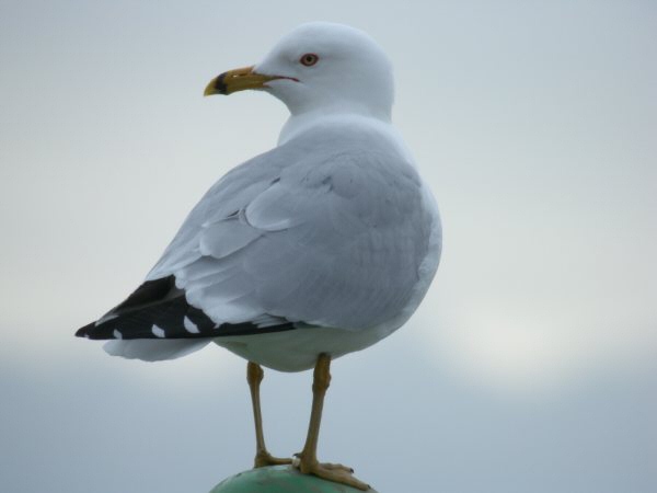Ring-billed Gull