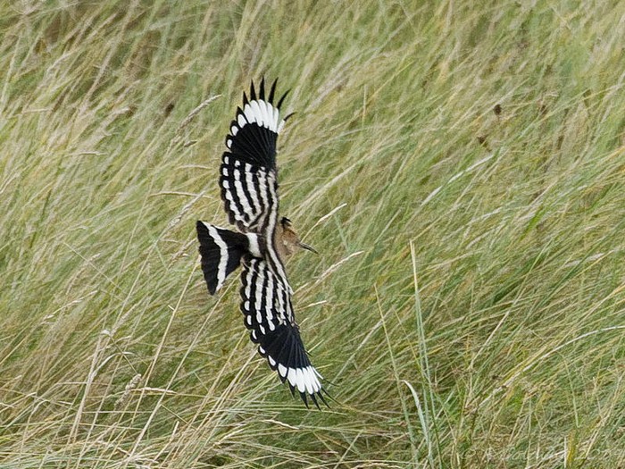 Hoopoe