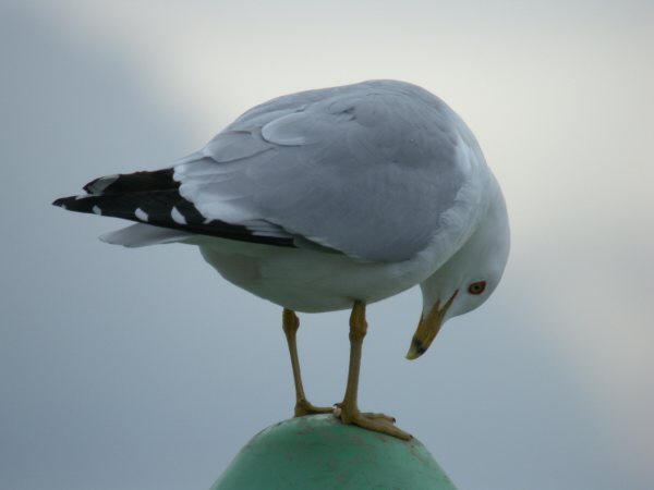 Ring-billed Gull