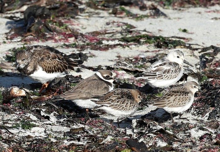 Semipalmated Sandpiper