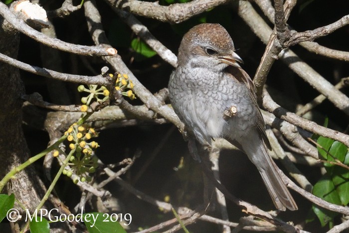 Red-backed Shrike