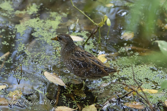 Spotted Crake