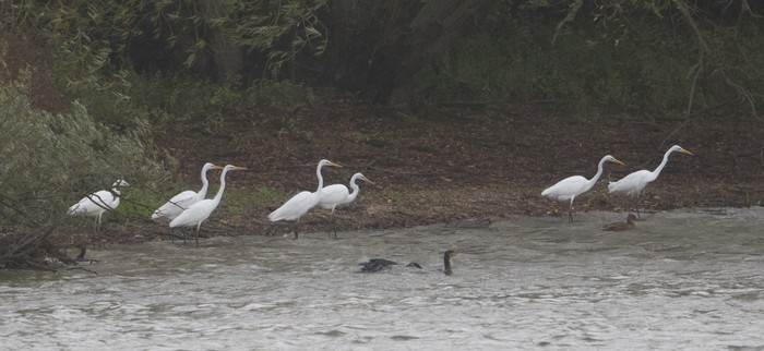 Great White Egret