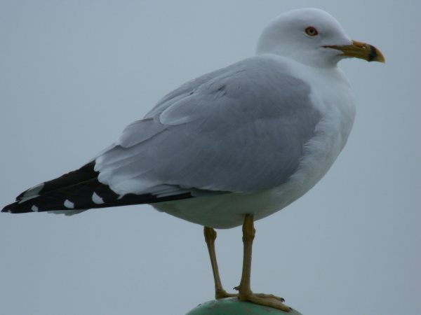 Ring-billed Gull