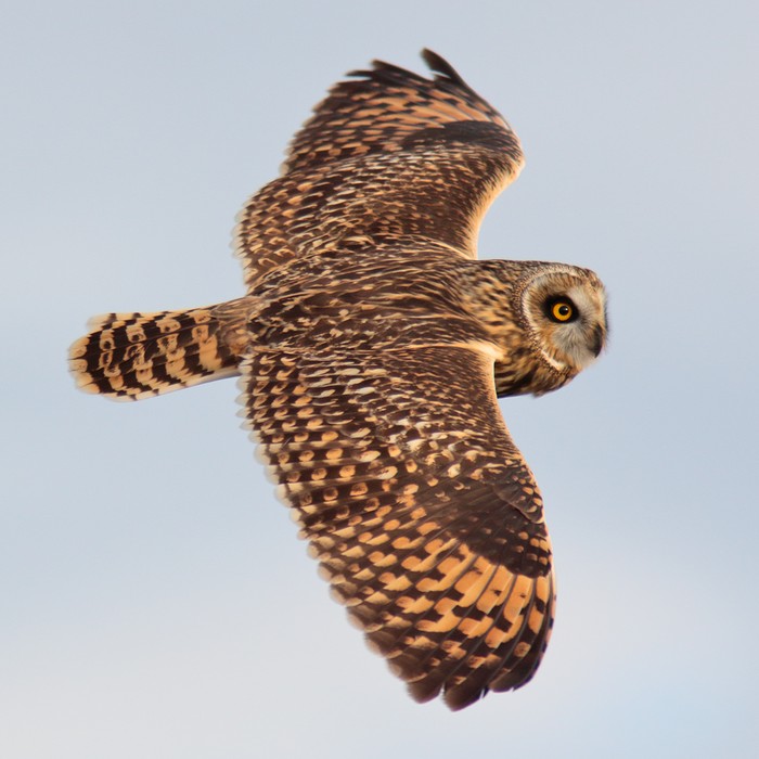 Short-eared Owl