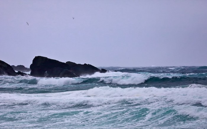 Gannet