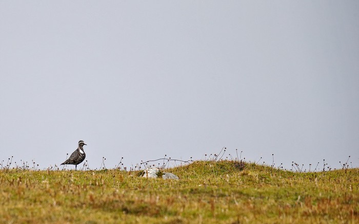 American Golden Plover