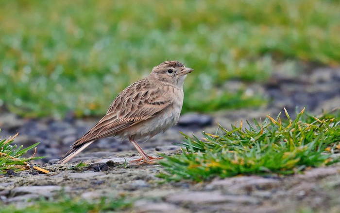 Short-toed Lark