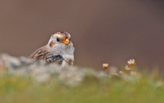 Snow Bunting