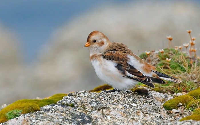 Snow Bunting