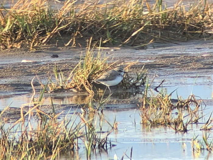 Kentish Plover