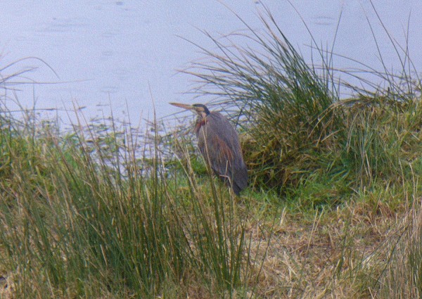 Purple Heron