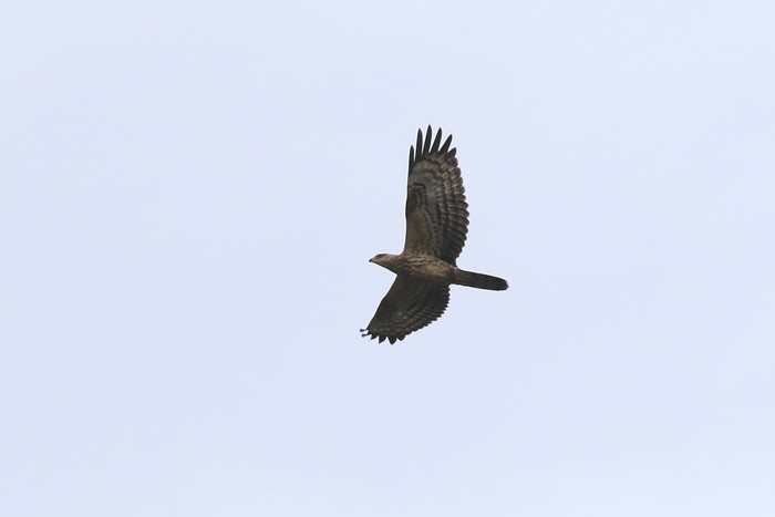 Honey Buzzard
