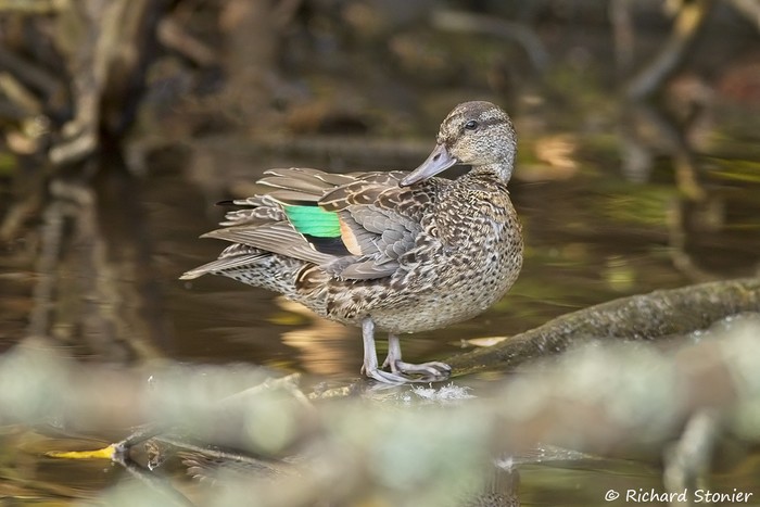 Green-winged Teal